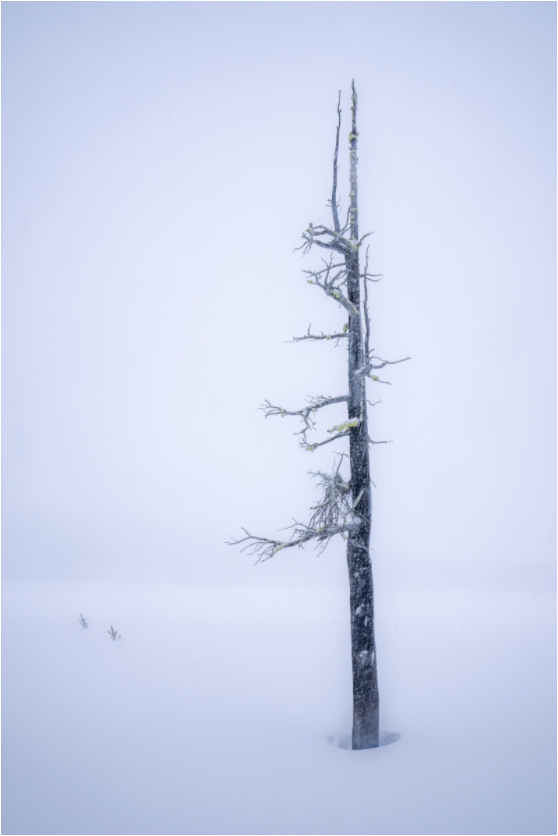 Three Creek Tree