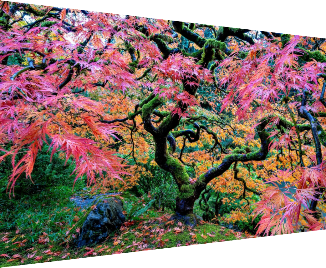 The Tree