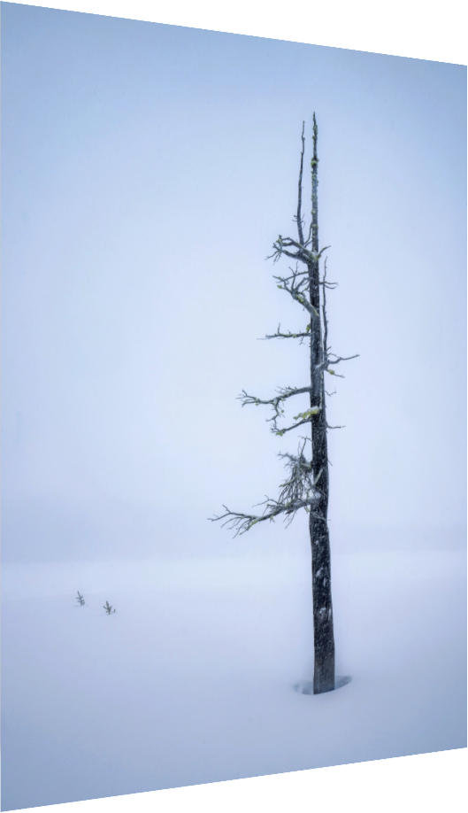 Three Creek Tree