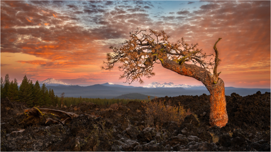 Ancient Pine at Lava Lands
