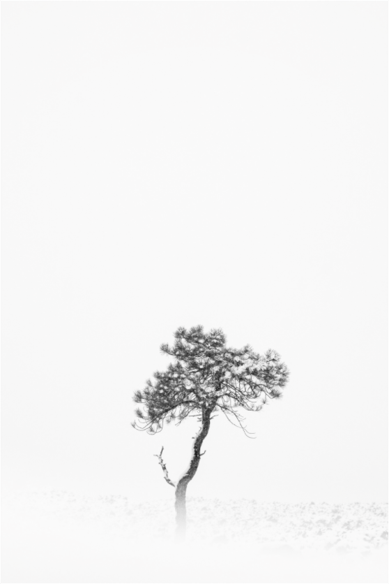 Winter Pine