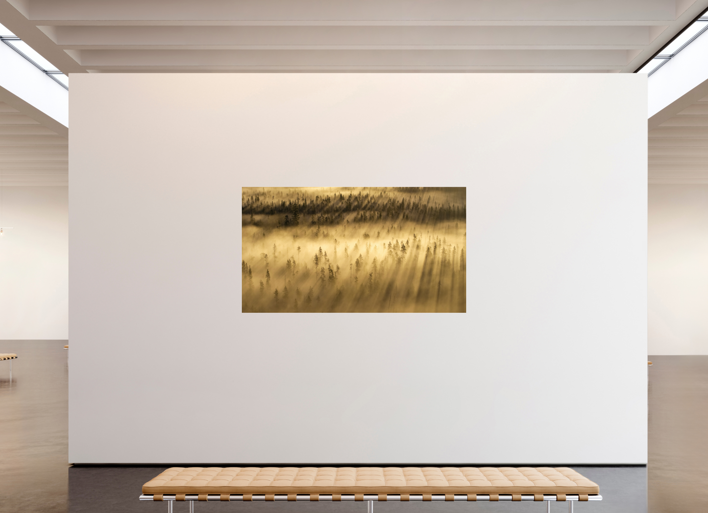 80 x 45″, Photo Print Under Acrylic Glass Forest Awakening