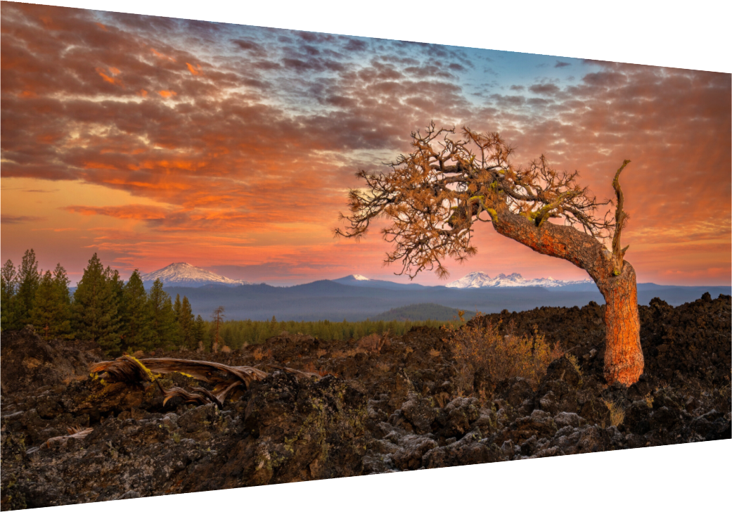 Ancient Pine at Lava Lands