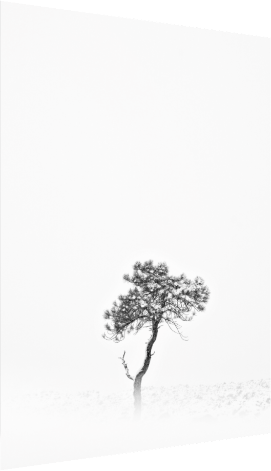 Winter Pine