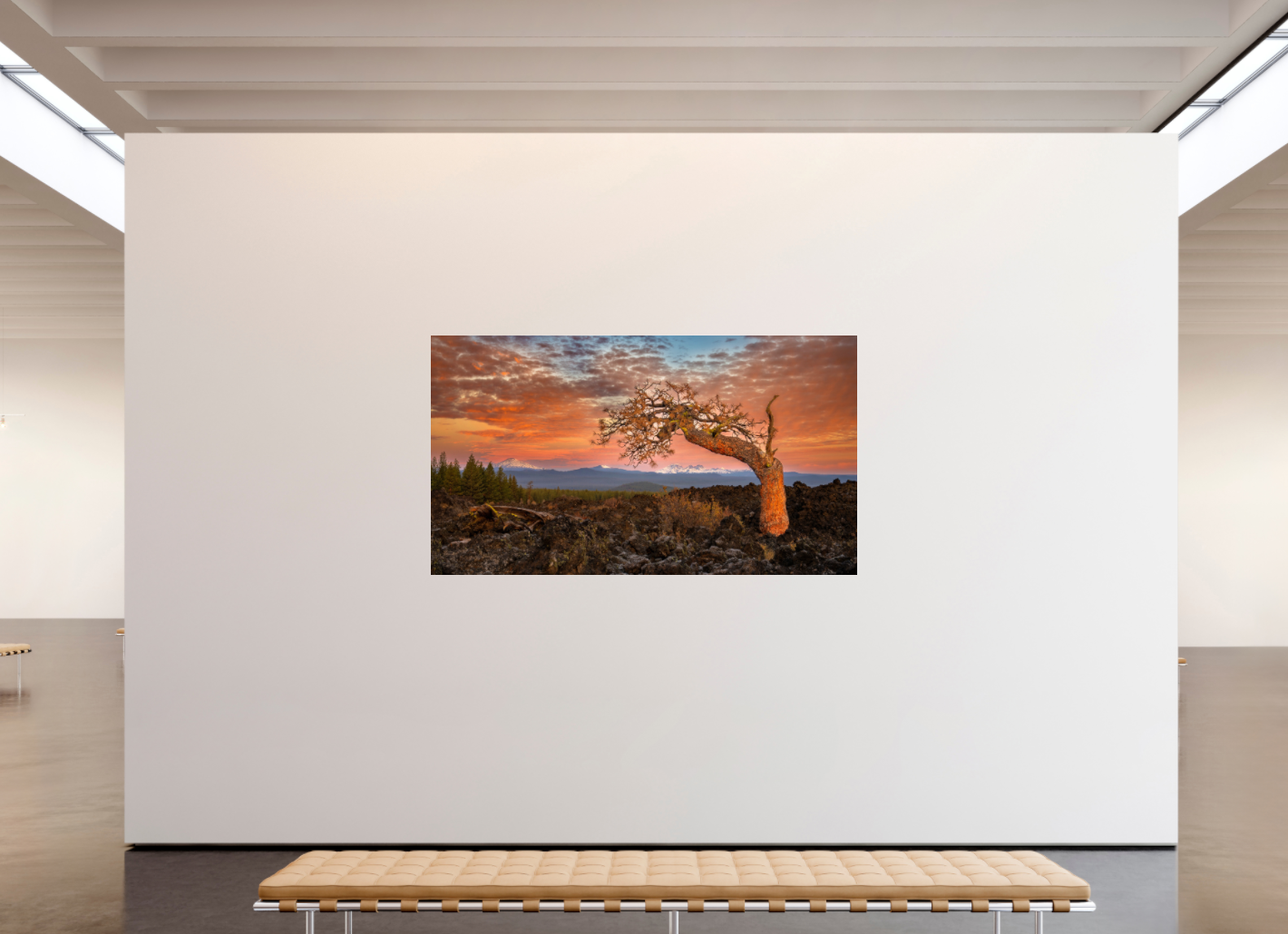 Ancient Pine at Lava Lands