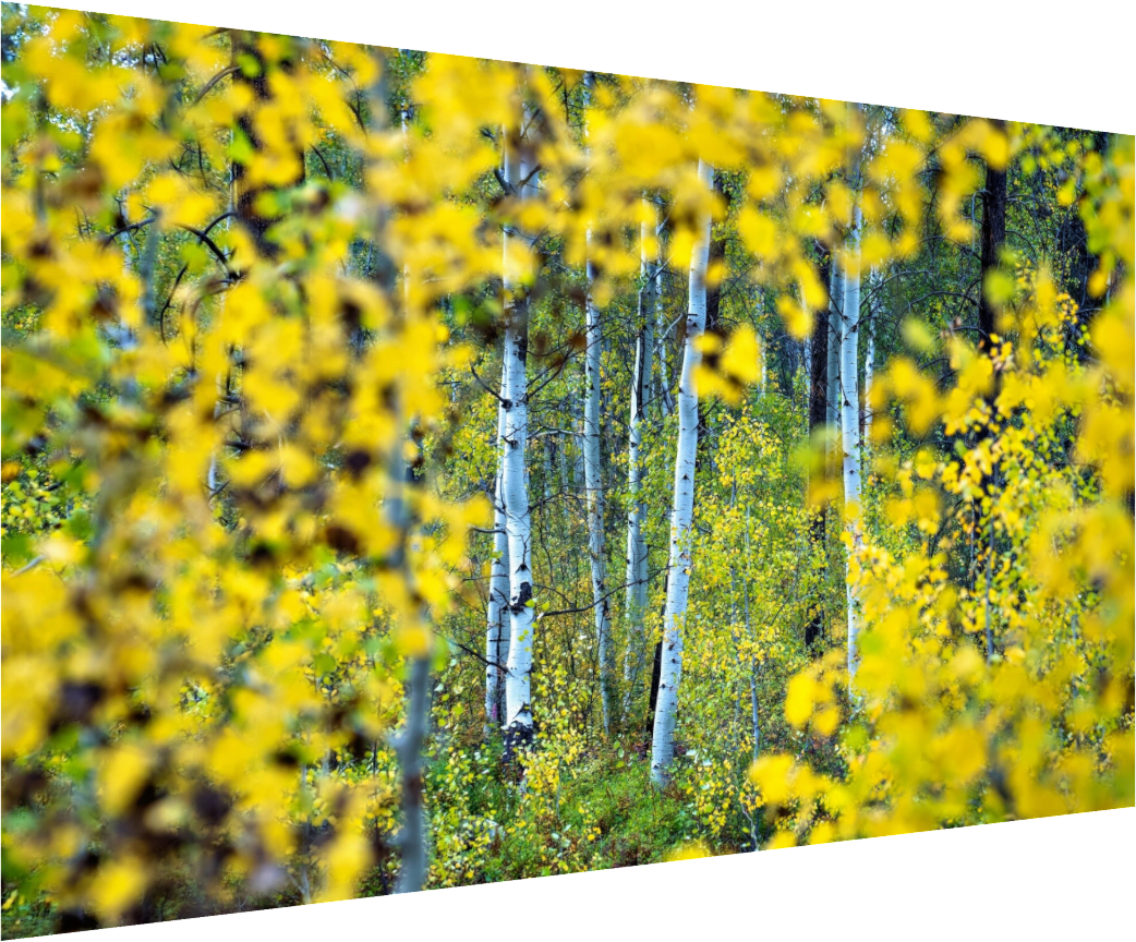 Shevlin Aspens