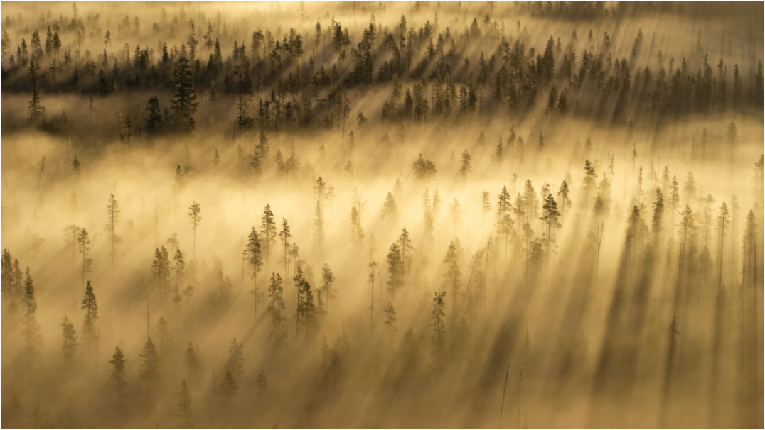 Main image Forest Awakening