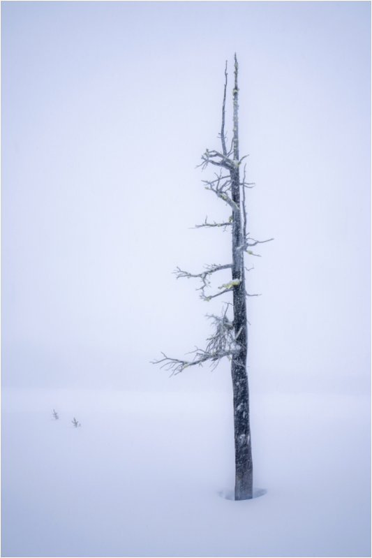 Three Creek Tree