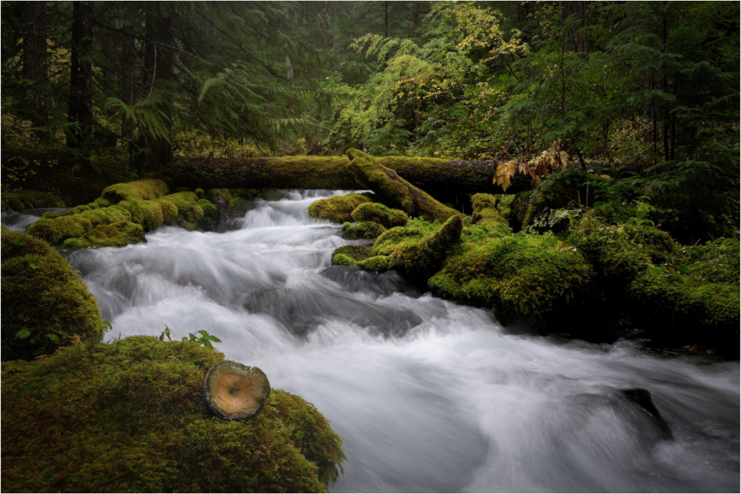 Main image I Spy Fungi