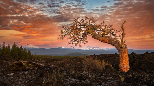 Ancient Pine at Lava Lands