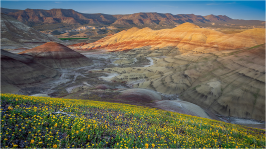 Wildflower Spring at the Painted Hills