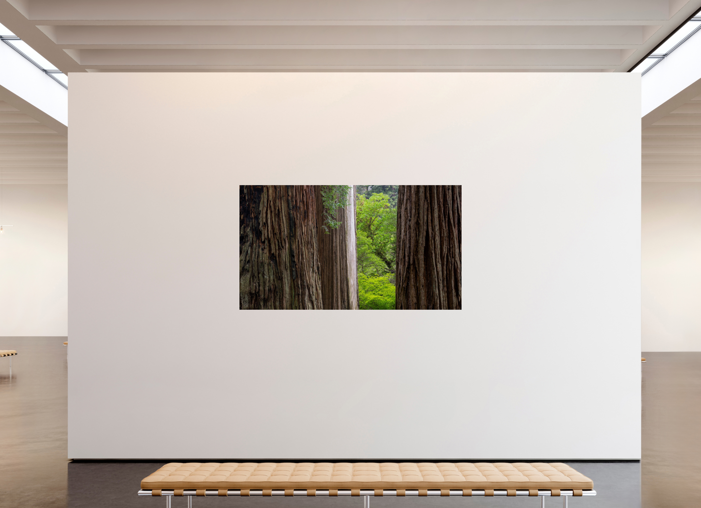 Stout Grove Redwoods