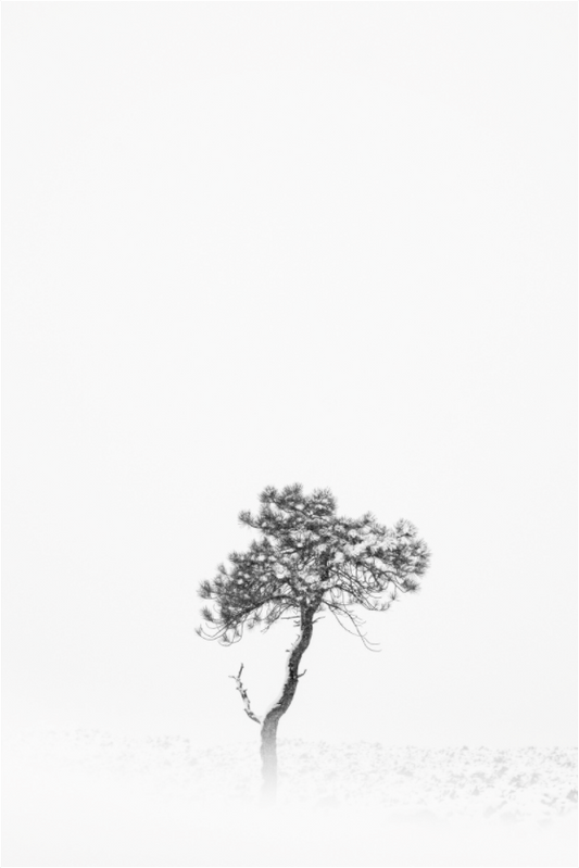 Winter Pine