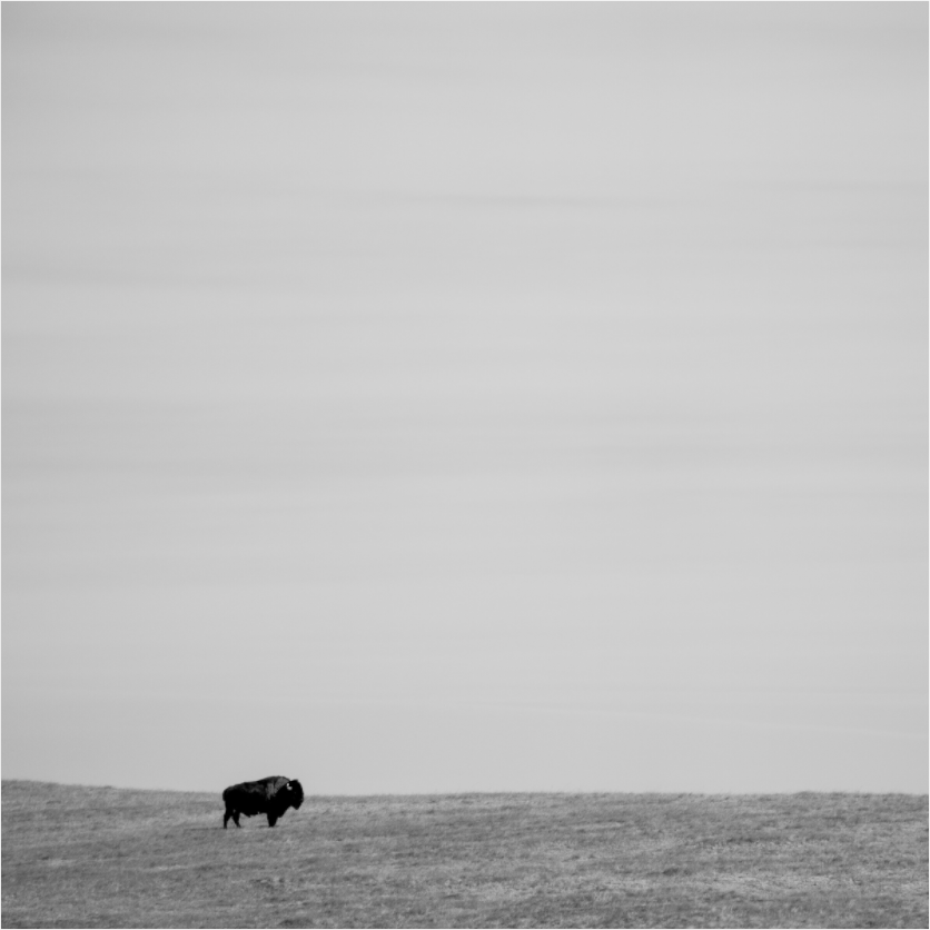 Main image Trailblazer