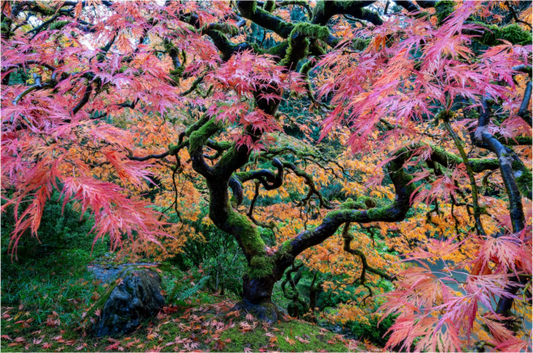 The Tree