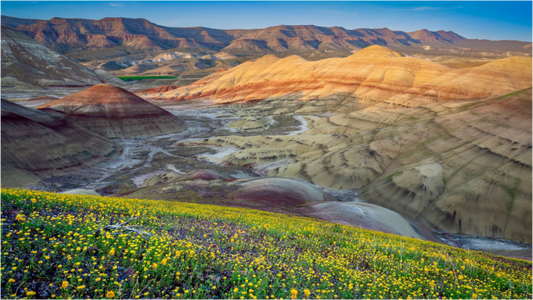 Wildflower Spring at the Painted Hills
