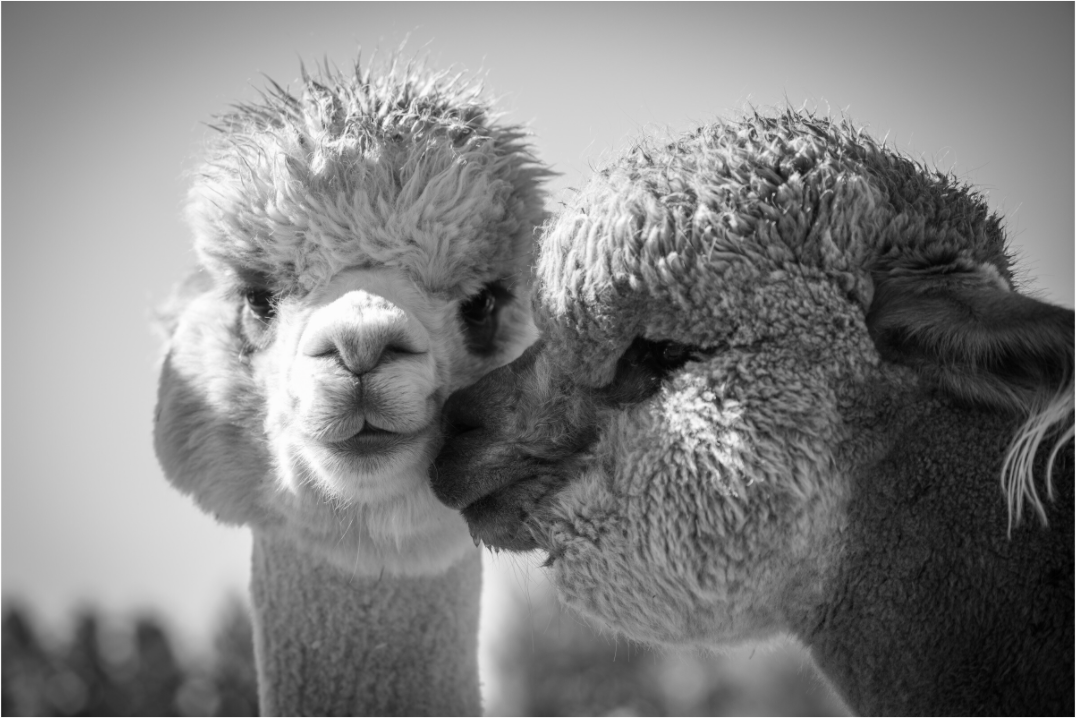 Main image Alpaca Kiss