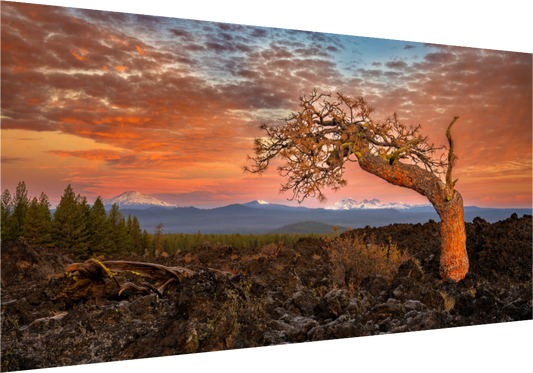 Ancient Pine at Lava Lands