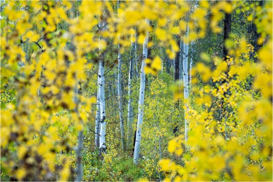 Shevlin Park Aspens