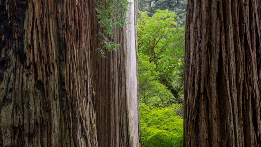 Stout Grove Redwoods