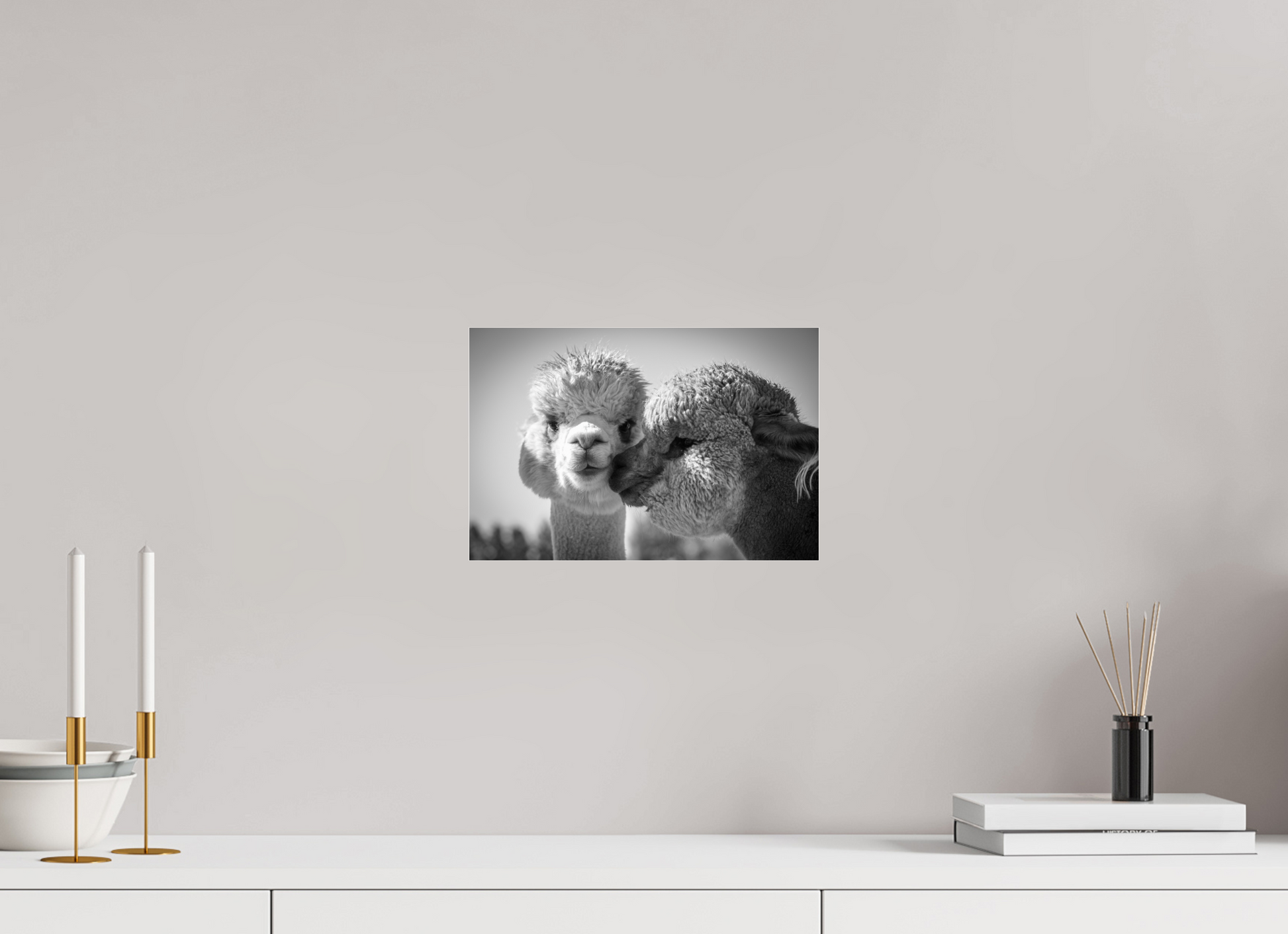 12 x 8″, Photo Print Under Acrylic Glass Alpaca Kiss