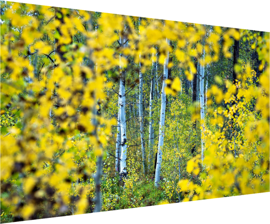 Shevlin Aspens